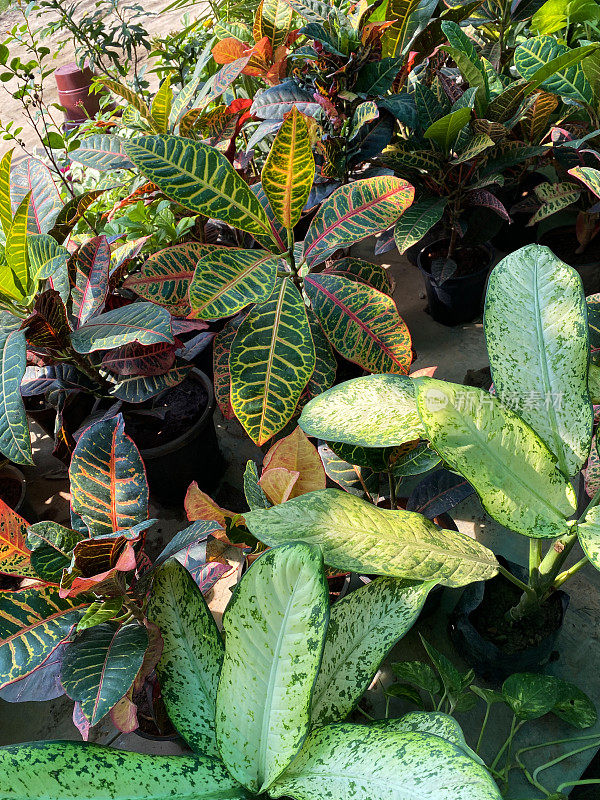 一组盆栽的杂色巴豆科植物(Codiaeum variegatum)，热带植物床，展示在花园中心，重点在前景，高架视图